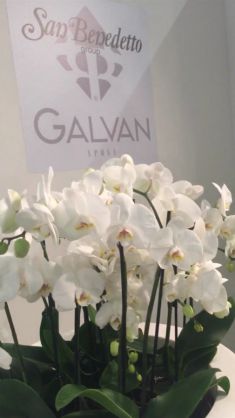 FIERA A MONTICHIARI con San Benedetto Group e Galvan Sposa